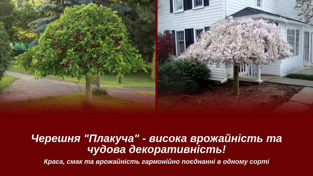 Черешня Плакуча