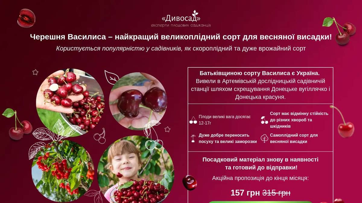 Черешня Василиса - найкращий великоплідний сорт