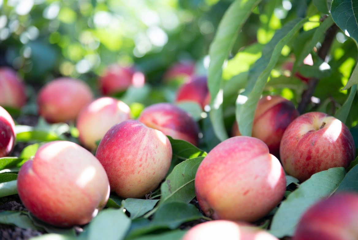 <span style="font-style: italic;">Титул «Сорт року-2025»</span>