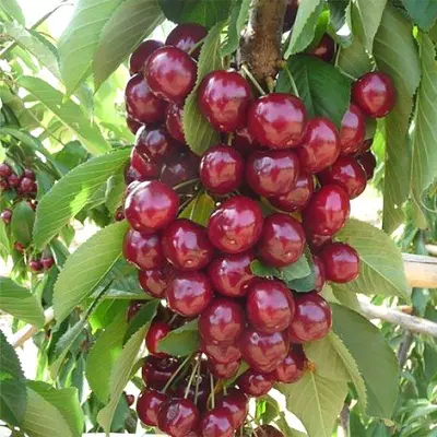 <strong><span style="font-style: italic;">Поєднує врожайність і декоративність</span></strong>