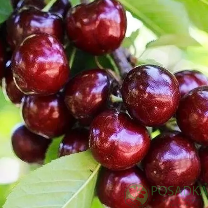 <strong><span style="font-style: italic;">Зручніша в догляді та зборі врожаю</span></strong>